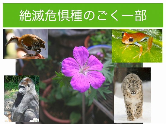 絶滅危惧種.002