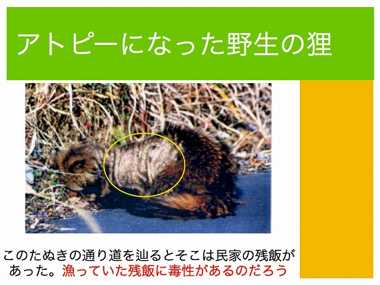 アトピになった野生のたぬき.001 アトピーになった野生の狸