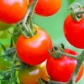 ミニトマトはファイトケミカル