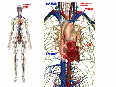 心臓血管網